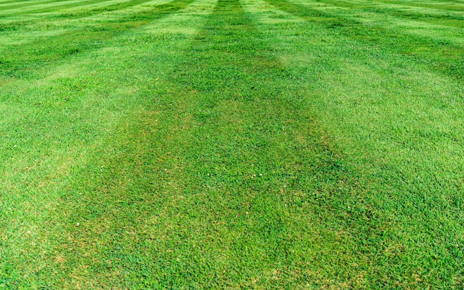 Artificial Grass vs Real Grass: Which Is Right for Your Garden?