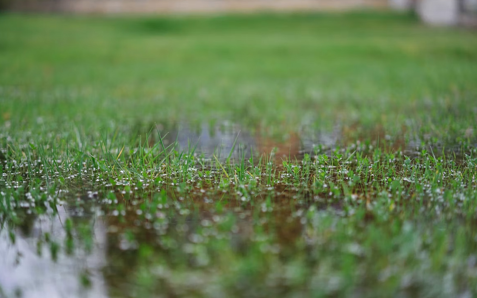 How to Fix a Waterlogged Garden